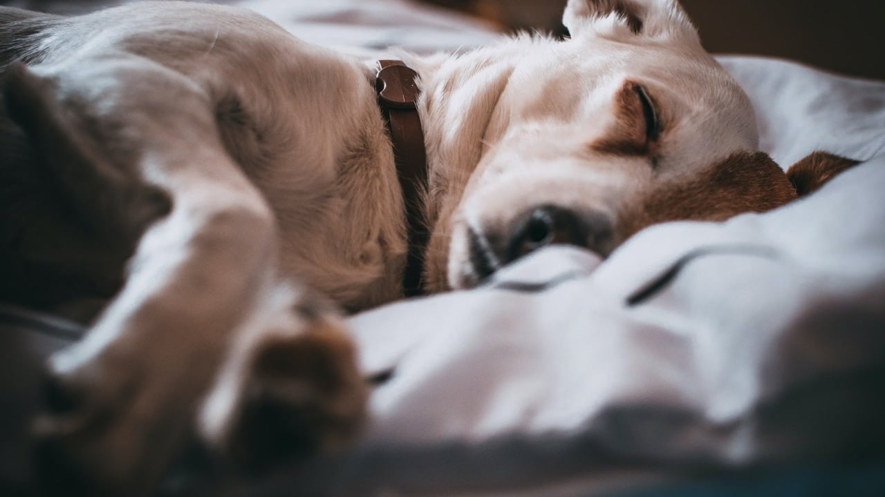 sleep